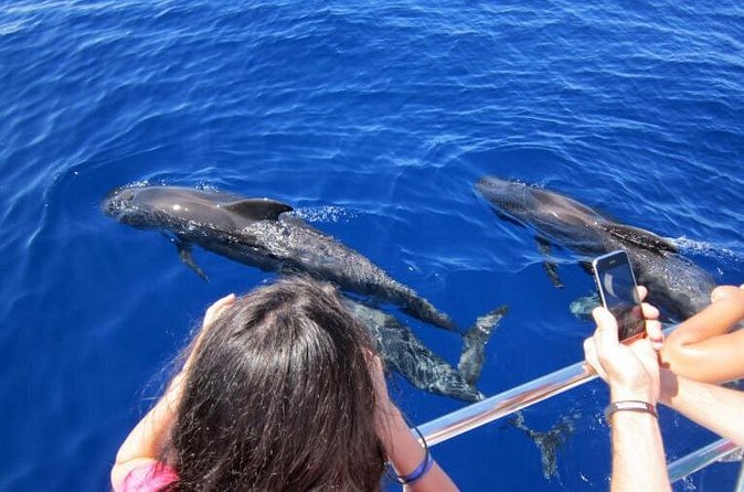 Waitukubuli Dolphin and Whale Watch in Dominica - Who should book this cruise?