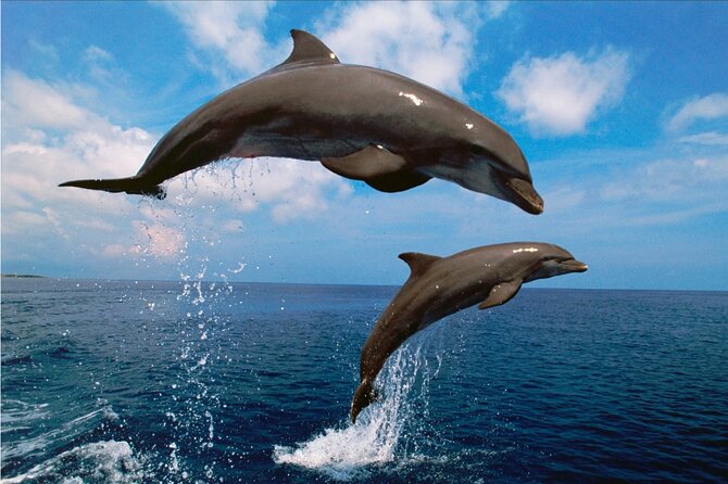 Walk and dolphin watching in Fuengirola + 1 drink - A spacious boat and a small group