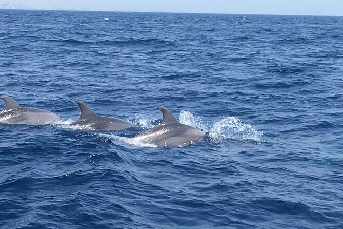 Walk and dolphin watching in Fuengirola + 1 drink - Costa del Sol views beyond the dolphins