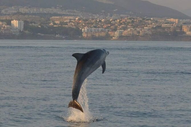 Walk and dolphin watching in Fuengirola + 1 drink - Price and what you receive for $40.72