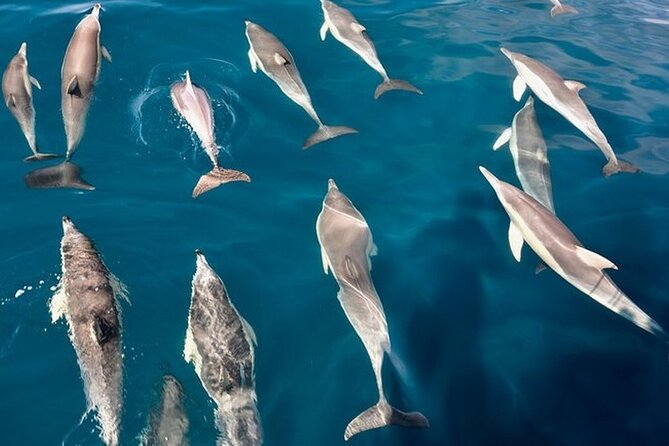 Walk and dolphin watching in Fuengirola + 1 drink - Weather, timing, and practical planning