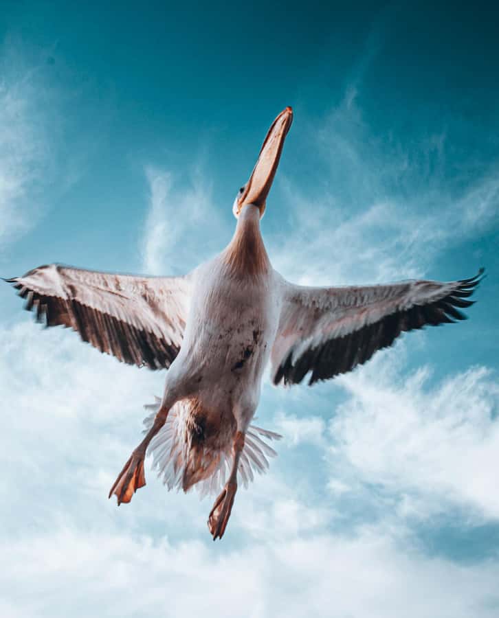 Walvis Bay: Dolphin Cruise, Pink Lakes and 4x4 Dune Drive - The short Waterfront break