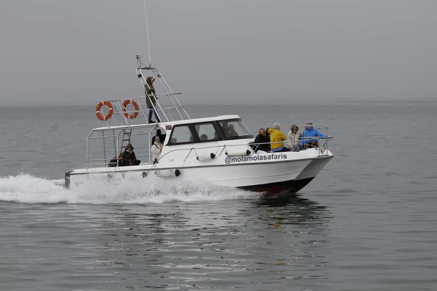Walvis Bay: Dolphin Cruise, Pink Lakes and 4x4 Dune Drive - Possible wildlife beyond the birds