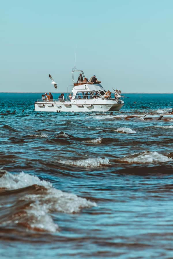 Walvis Bay: Namibian Coast Dolphin Cruise with Light Lunch - Key points to know before booking