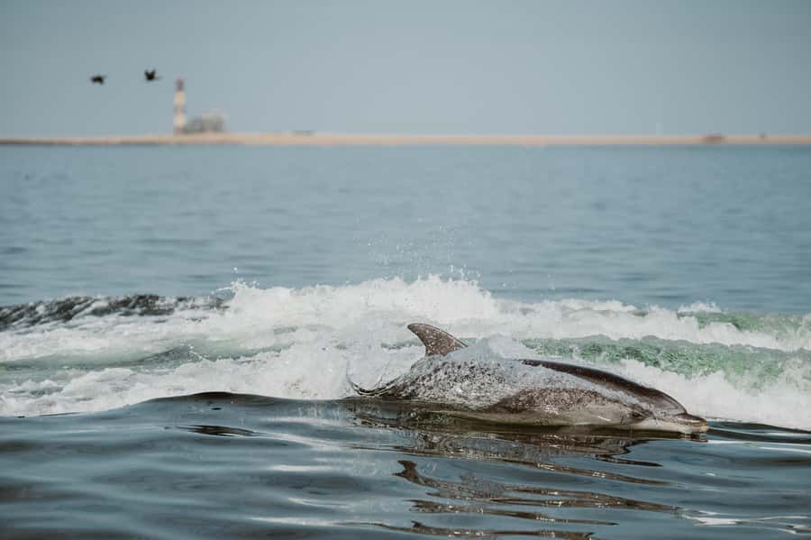 Walvis Bay: Namibian Coast Dolphin Cruise with Light Lunch - Setting out from Walvis Bay Waterfront