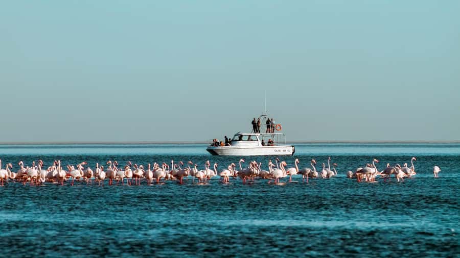 Walvis Bay: Namibian Coast Dolphin Cruise with Light Lunch - Pelicans and seals around Walvis Bay
