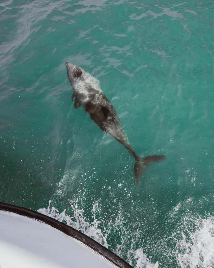 Walvis Bay: Namibian Coast Dolphin Cruise with Light Lunch - Dolphin and whale sightings are possible, not promised