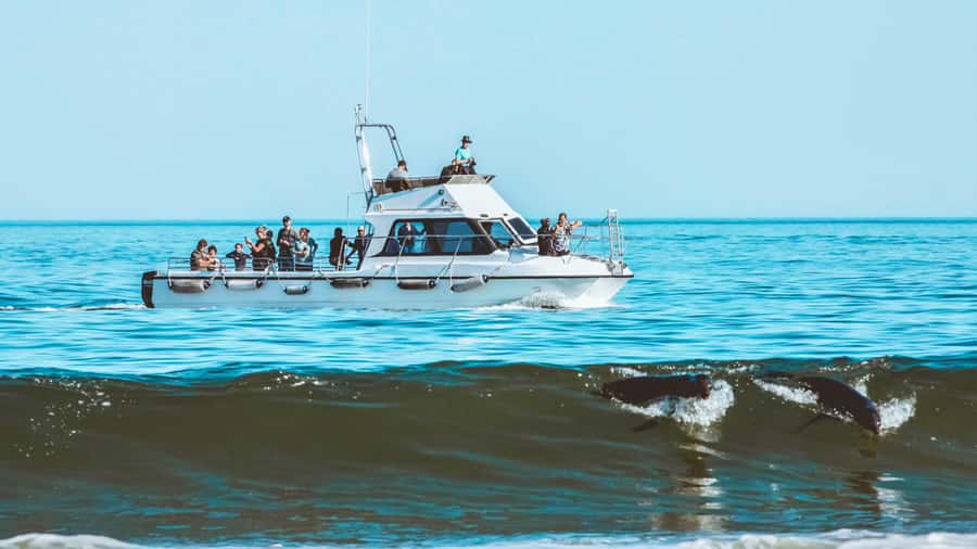 Walvis Bay: Namibian Coast Dolphin Cruise with Light Lunch - Lunch with oysters and sparkling wine