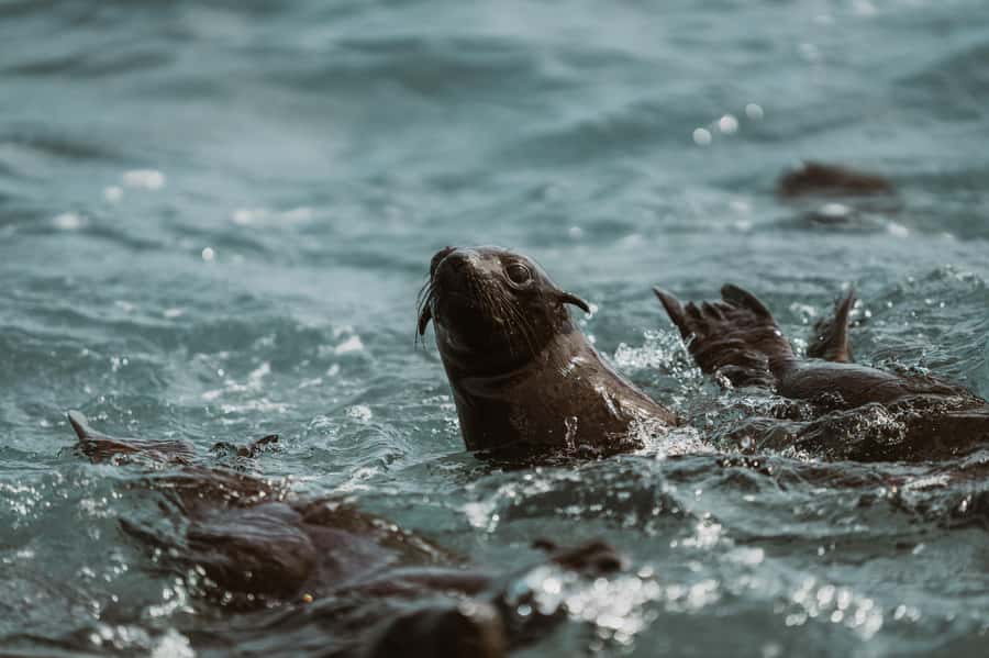 Walvis Bay: Namibian Coast Dolphin Cruise with Light Lunch - How good is the $155 value?