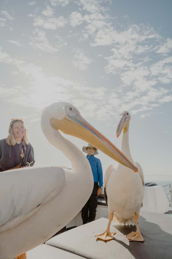 Walvis Bay: Namibian Coast Dolphin Cruise with Light Lunch - Comfort, restrictions, and practical planning