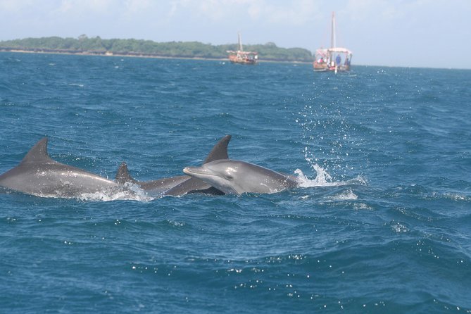 Wasini Dolphin Day Trip - Key points to know before booking