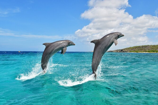 Wasini Dolphin Snorkeling - Snorkeling in Kisite Mpunguti Marine Park