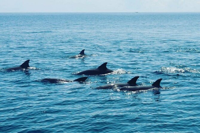 Wasini Dolphin Snorkeling - Lunch and a village visit on Wasini Island