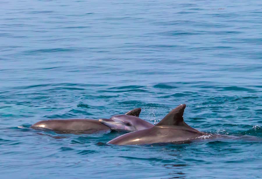 Wasini Island: Dolphin Spotting & Snorkel at Kisite Mpunguti - A long morning on Kenya’s south coast