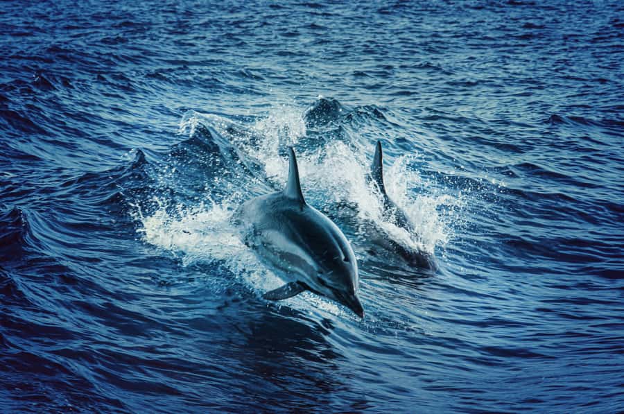 Watamu: Dolphin Watching and Snorkeling Boat Tour - Weather, comfort, and what to pack