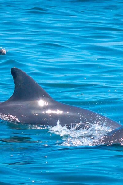 Watamu: Marine Park Snorkeling and Dolphin Spotting Tour