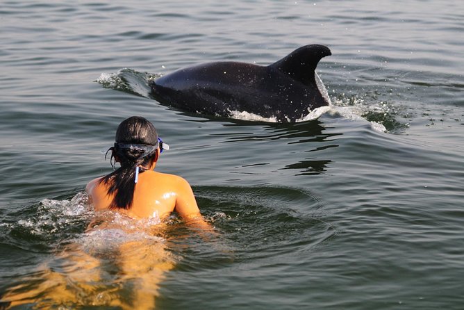 Watch and Swim with Dolphins in the Wild - Why this Puerto Vallarta dolphin trip feels different