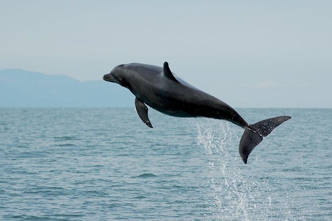 Watch and Swim with Dolphins in the Wild - Starting at Marina Vallarta at 9:00 a.m.