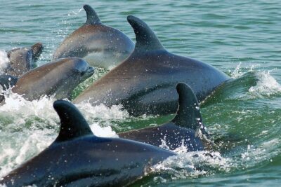 Watch and Swim with Dolphins in the Wild
