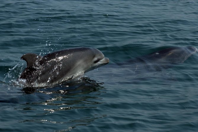 Watch and Swim with Dolphins in the Wild - Entering the water in groups of three or four