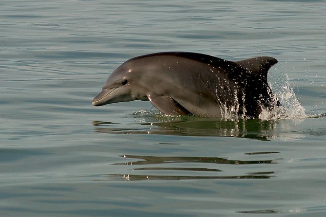 Watch and Swim with Dolphins in the Wild - Who should book this experience?