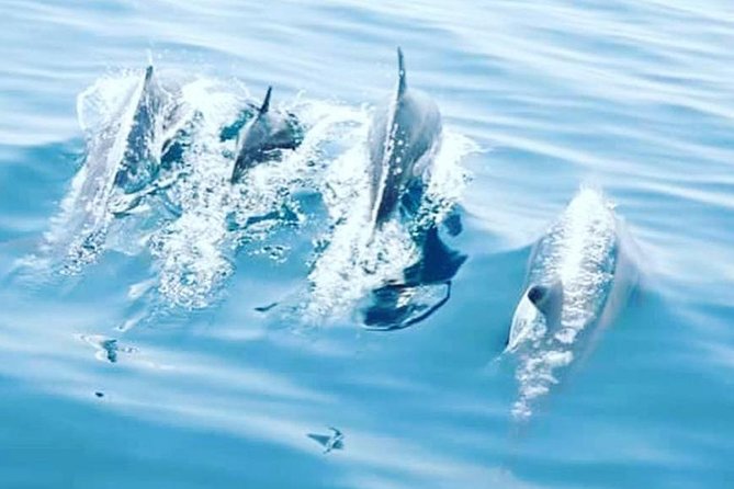 Watching Dolphins, Muscat - Why Muscat is a good place to look for dolphins