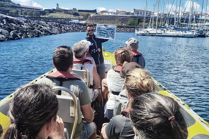 Watching whales and dolphins on Terceira Island - From Angra at 8:30 am to open water