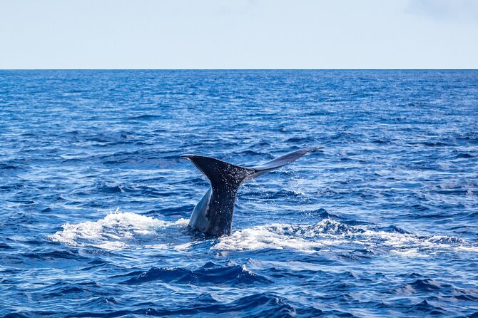 Watching whales and dolphins on Terceira Island - How the Monte Brasil spotter changes the search