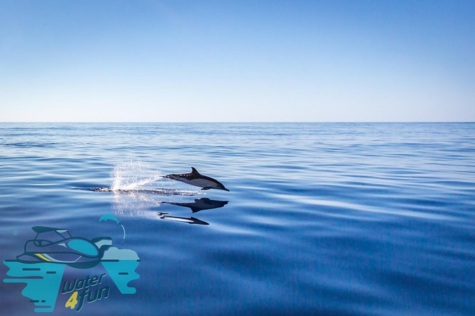 Watching whales and dolphins on Terceira Island - What the three-hour route feels like