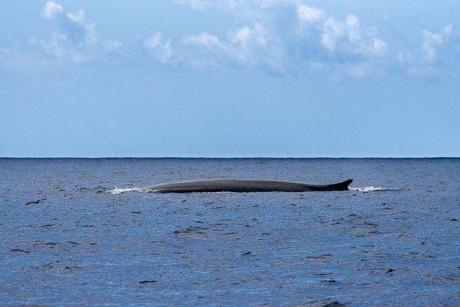 Watching whales and dolphins on Terceira Island - What you might see, and what you might not