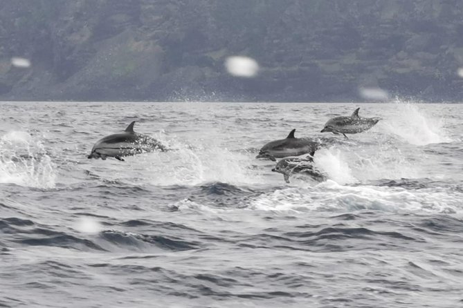 Watching whales and dolphins on Terceira Island - Respect for animals and the value of good guiding