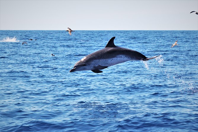Watching whales and dolphins on Terceira Island - Is $78.64 a fair price?