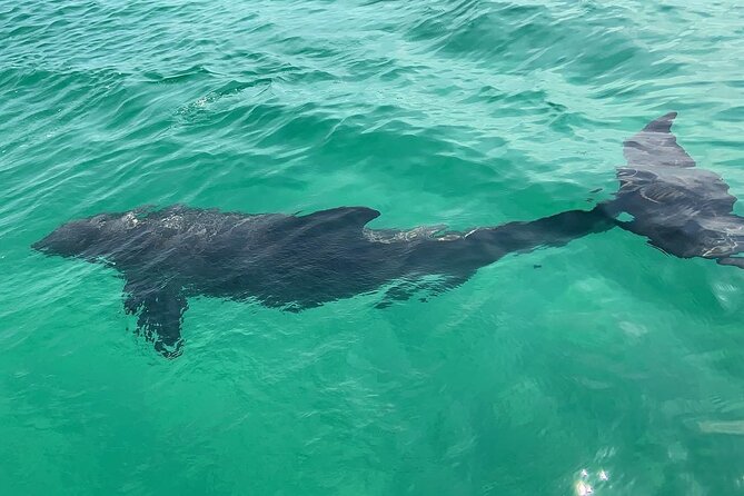 Waverunner Dolphin Tour - Passing toward the Gulf of Mexico
