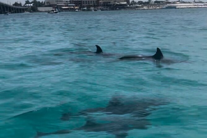 Waverunner Dolphin Tour - How much value do you get for $189?