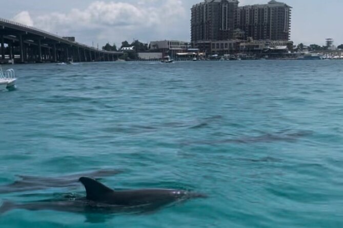 Waverunner Dolphin Tour - Who will enjoy this most?