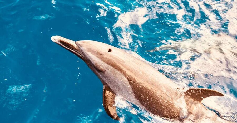 West O'ahu: Dolphin Watching and Snorkeling Catamaran Cruise - Key points at a glance