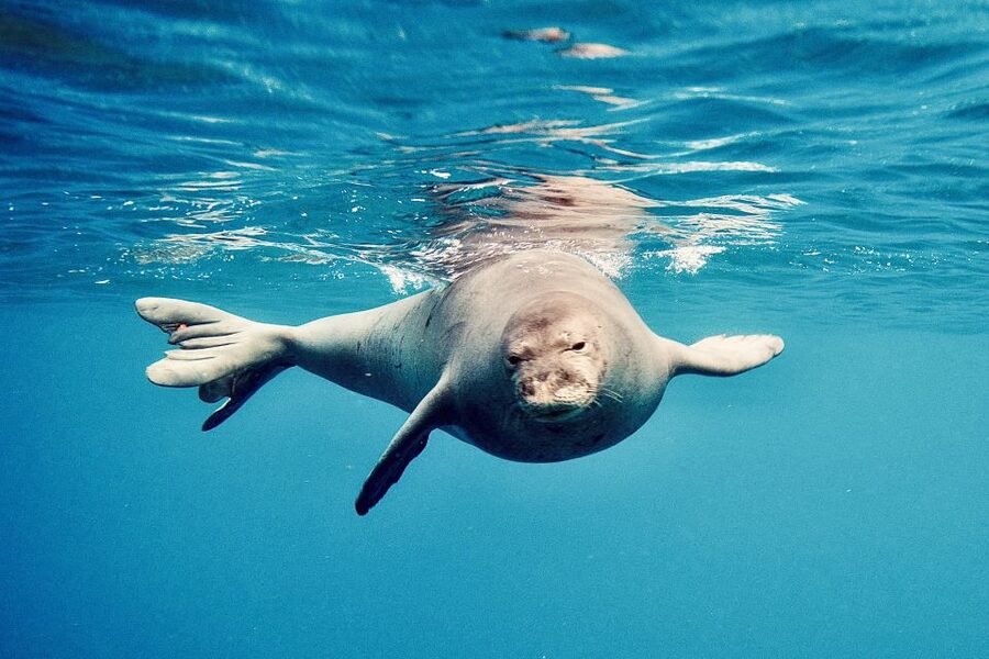 West O'ahu: Dolphin Watching and Snorkeling Catamaran Cruise - Why the catamaran matters for families