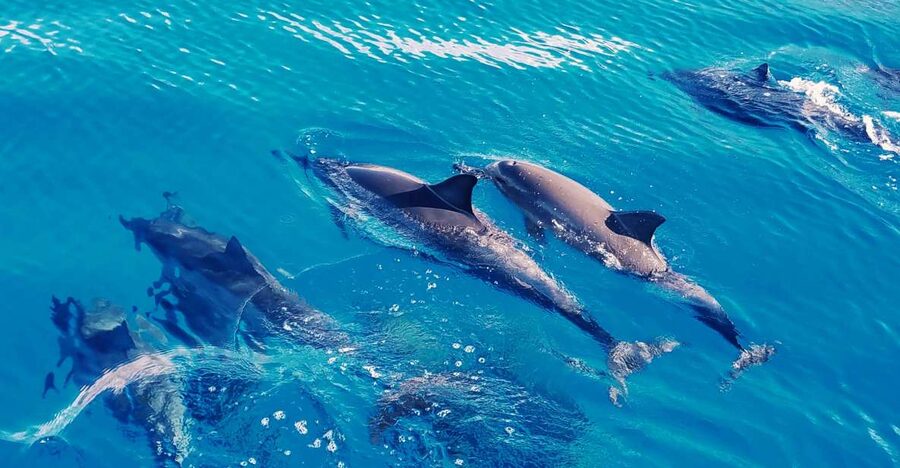 West O'ahu: Swim with Dolphins Catamaran Cruise - Key points to know before you book