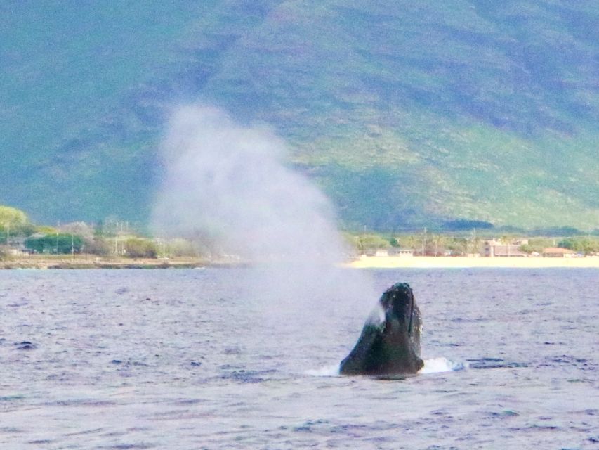 West O'ahu: Swim with Dolphins Catamaran Cruise - Searching for dolphins along West Oʻahu