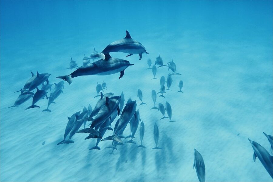 West O'ahu: Swim with Dolphins Catamaran Cruise - Winter whale watching and less common sightings
