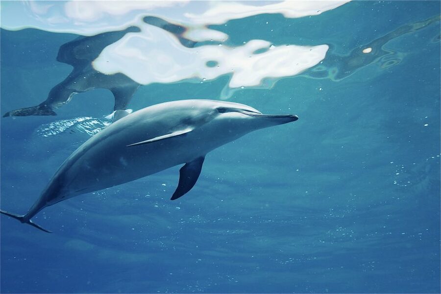 West O'ahu: Swim with Dolphins Catamaran Cruise - Is $187 a fair price?