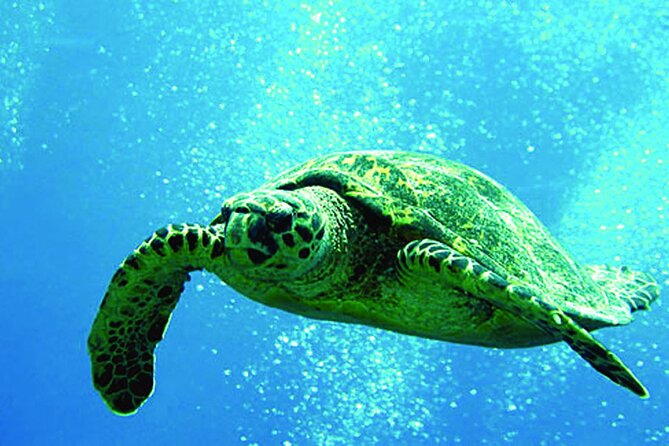 West Oahu Afternoon Turtle Snorkel Sail - Key points to know before booking