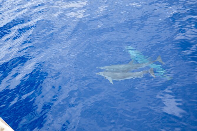 West Oahu Afternoon Turtle Snorkel Sail - Wildlife: turtles are the main promise, dolphins are the bonus