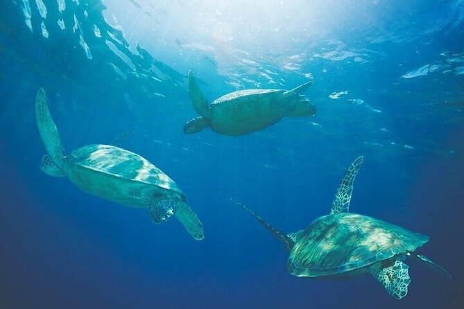 West Oahu Afternoon Turtle Snorkel Sail - What happens aboard the catamaran