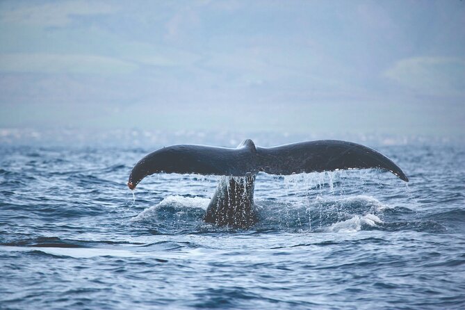 West Oahu Dolphin Watch and Snorkel Sail with Lunch - Crew Service and Family Comfort