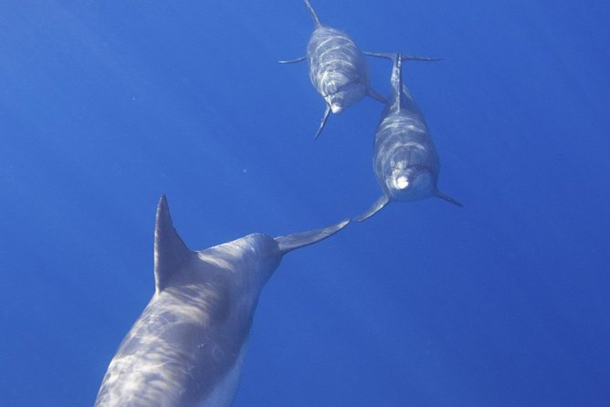 West Oahu Dolphin Watch and Snorkel Sail with Lunch - Six Coastal Sights Along the Route