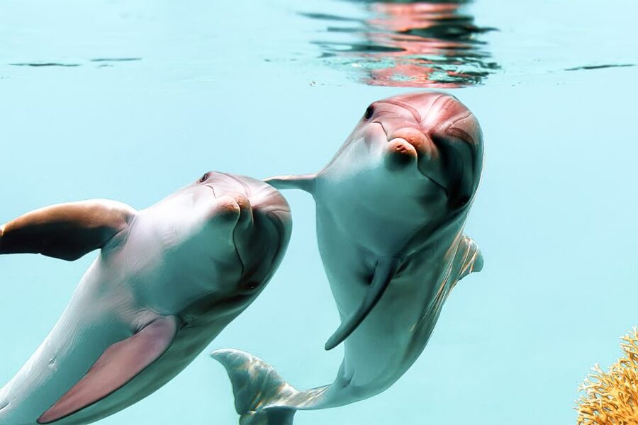 West Oahu: Turtles, Dolphins, and Snorkeling Tour with Lunch - Key details before you book