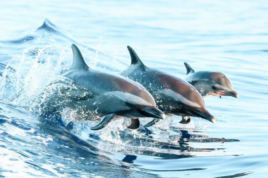 West Oahu: Turtles, Dolphins, and Snorkeling Tour with Lunch - What the $139 price really covers