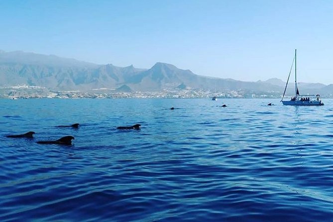 Whale and Dolphin Small Group Sailing from Tenerife South - What you get to eat and drink on board