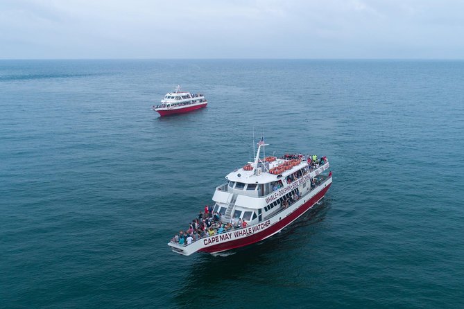 Whale and Dolphin Watching Cruise from Cape May - Key points to know before you book